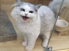 -山宅一喵德文卷毛猫舍