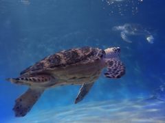 -太平洋海底世界