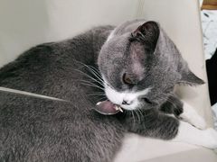 -安格丽娜·狗咖·猫咖羊驼咖(春熙路百盛商场店)