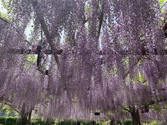 -嘉定紫藤园