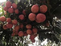 -香山鸡嘴荔枝