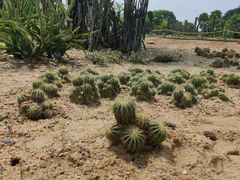 -东莞植物园
