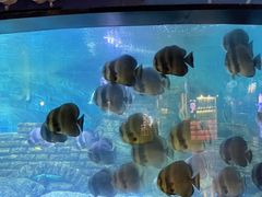 -烟台海昌鲸鲨海洋公园