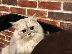 -猫友咖啡店(玉林西路店)