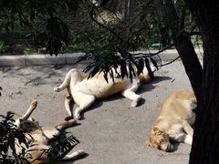 -大连森林动物园