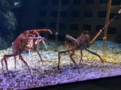 -珠海长隆海洋王国
