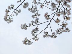 -杭州植物园