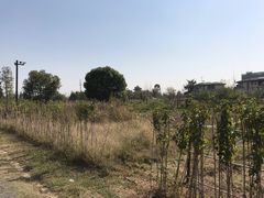 -田园东方蜜桃村的田野营地