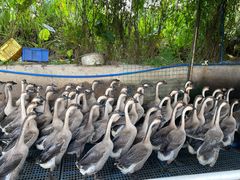 -红旗山庄(圭峰山店)