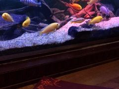 -Golden Lily河内巴黎法越料理餐厅(建国西路店)