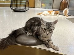 -飞行喵MR PILOT|猫舍·猫咖(静安大融城店)