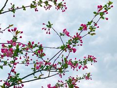 -铁山坪森林公园