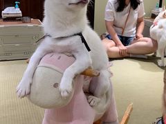 -逗柴咖啡屋·狗咖猫咖宠物桌游