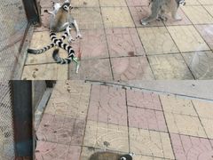 -辛玛王国游乐园