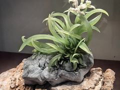 -大连自然博物馆