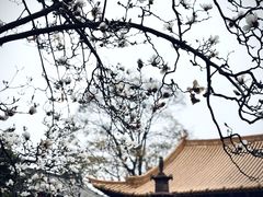 -真庆观