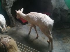 -白鹿仓冰雪海洋世界