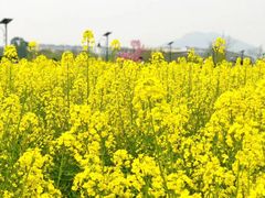 -田园东方蜜桃村的田野营地