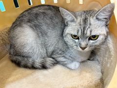 -贝康宠物医院·犬猫全科·小动物特色诊疗中心(东环路店)