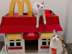 -博特宠物医院24h犬猫全科.骨科·异宠