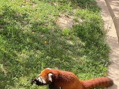 -青藏高原野生动物园