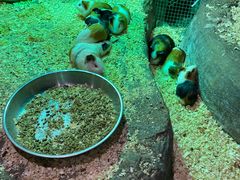 -zoonana室内动物园(东方福来德店)