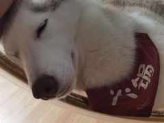 -Husky Go! 哈士奇体验馆·宠物咖啡厅狗咖