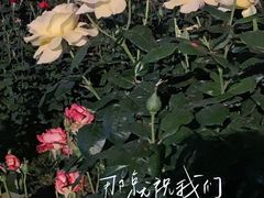 -莲花池公园