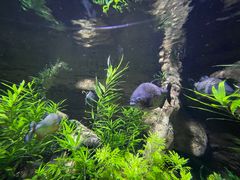 -迪拜水族馆及水下动物园