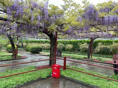 -嘉定紫藤园
