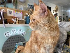 -平行世界·猫咖(首经贸店)