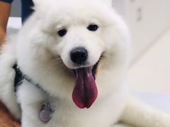 -福州肆爪动物医院