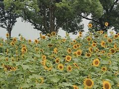 -苏州湾体育公园
