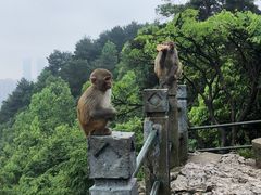 -黔灵山公园
