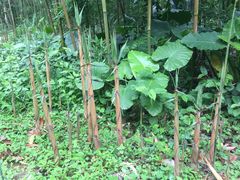 -福建鲤鱼洲酒店