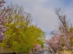 -八大关景区