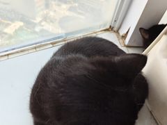 -共舞时光猫咖·狗咖(新街口店)