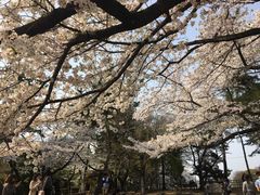 -名古屋城
