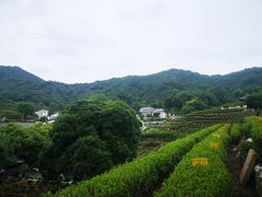 -龙井村
