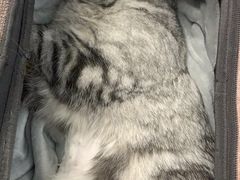 -纳吉亚猫专科动物诊疗中心(蒋宅口分院)