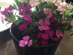 -榖屋house of flour(张江首店)