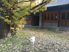 -阳台山自然风景区