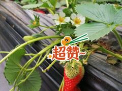 -甜心庄园·甜心草莓采摘园(西青中北店)