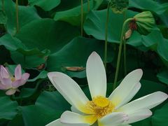 -莲花池公园