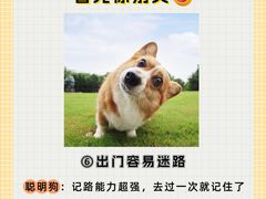 -翊宠yipet猫狗购宠庄园