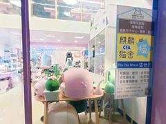 -70cat德文卷毛猫·缅因猫纯种猫舍