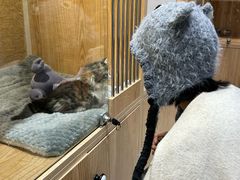 -老吴的猫·猫舍(新区店)