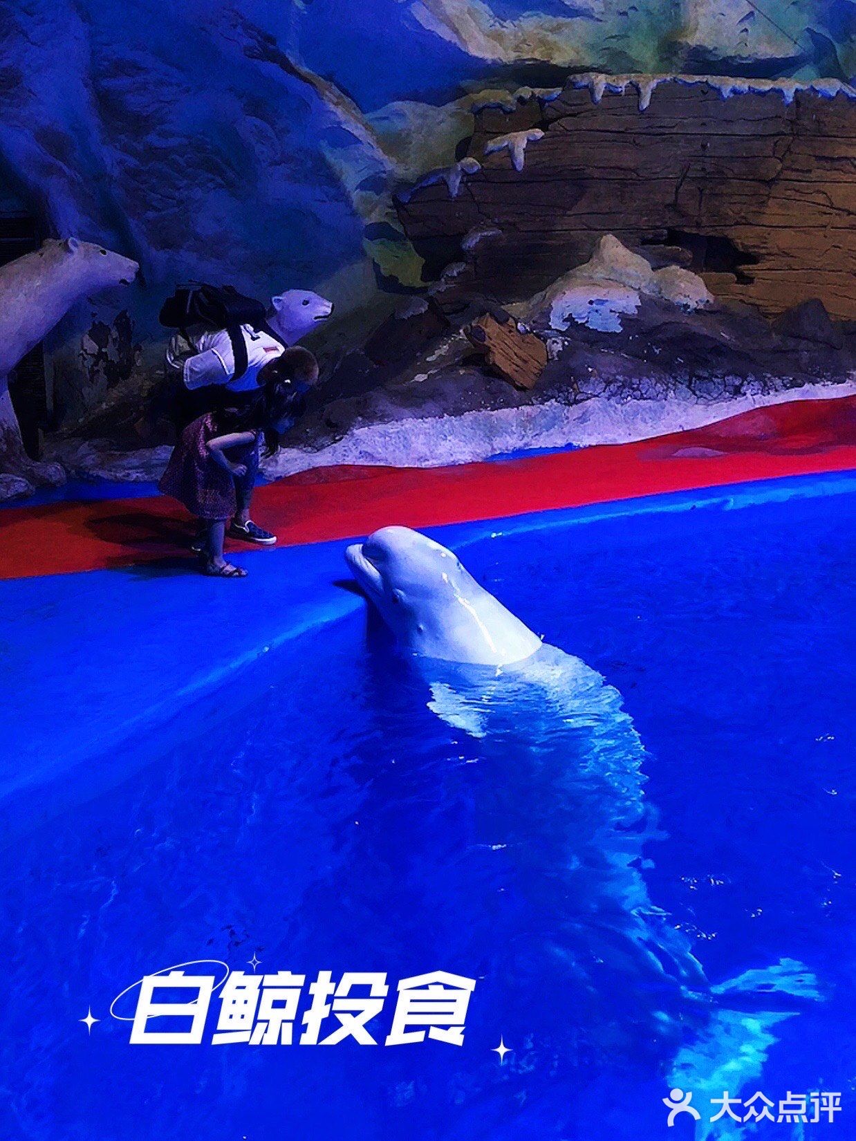 🐬🐬夏日遛娃好去处～青岛海昌极地海洋公园