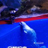 🐬🐬夏日遛娃好去处～青岛海昌极地海洋公园
