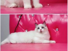 -Bastet sally猫舍购宠(静安店)